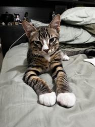 Reunited Male Cat last seen Syme Rd, Alexander Heights WA 6064, Australia, Alexander Heights, WA 6064