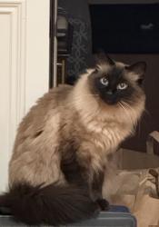 Lost Male Cat last seen David Dr, Alamo, CA 94507