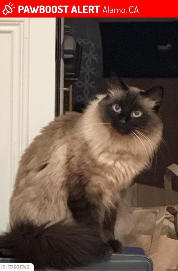 Lost Male Cat last seen David Dr, Alamo, CA 94507