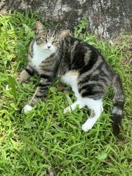 Lost Female Cat last seen Near Sinclair Gas Station, Tulsa, OK 74110