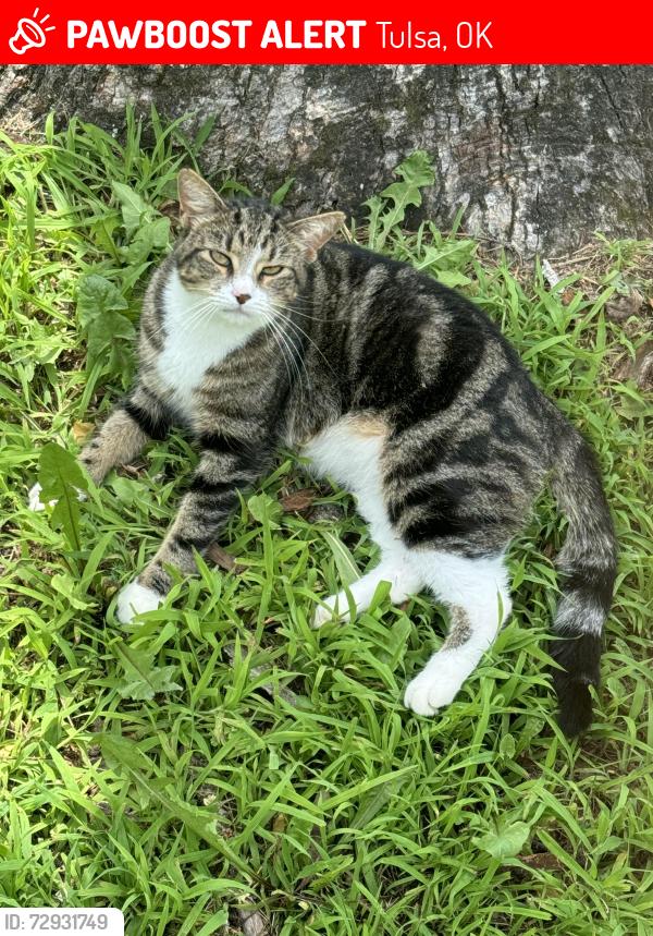 Lost Female Cat last seen Near Sinclair Gas Station, Tulsa, OK 74110