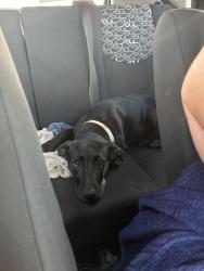 Reunited Female Dog last seen Jasmine ests , Port Richey, FL 34668