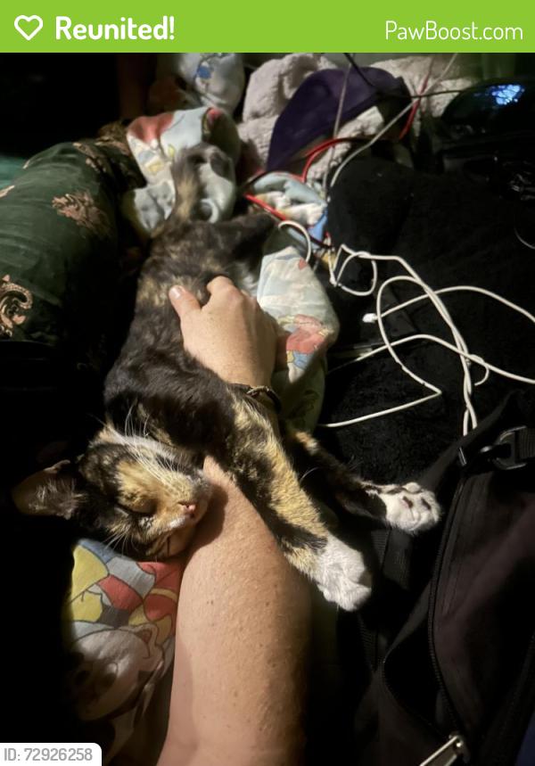 Reunited Female Cat last seen Along Memorial Hwy, near J & B Cool Plants, and possibly spotted near the kwik stop near the intersection of N. Miami Ave and Memorial Hwy, Miami, FL 33169