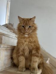 Lost Male Cat last seen Oaks Lane, Greater Manchester, England BL2 3BS