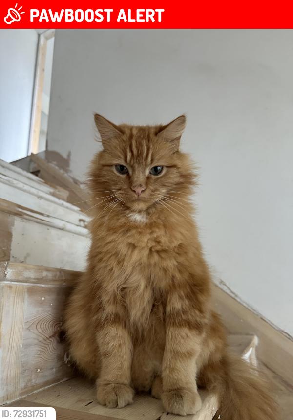 Lost Male Cat last seen Oaks Lane, Greater Manchester, England BL2 3BS