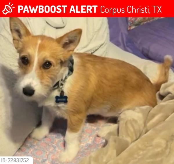Lost Male Dog last seen Kostoryz and Holly , Corpus Christi, TX 78415
