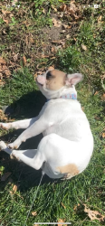 Lost Male Dog last seen Near Mount Wilson Road, Lebanon Pa 17042 , Lebanon, PA 17042