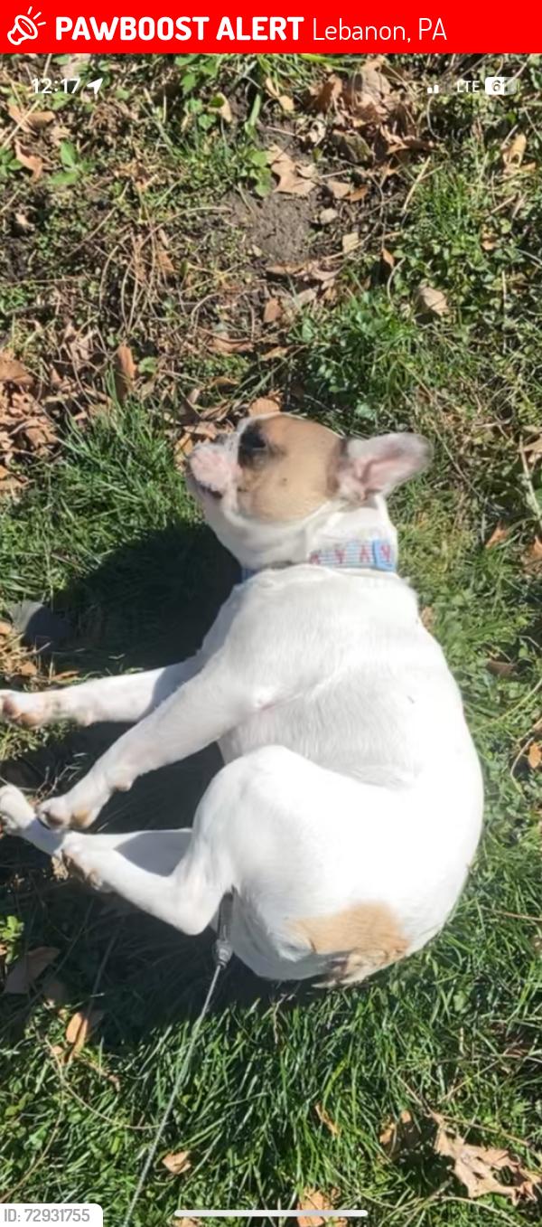 Lost Male Dog last seen Near Mount Wilson Road, Lebanon Pa 17042 , Lebanon, PA 17042