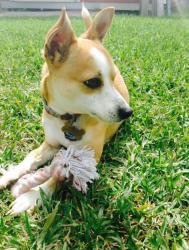 Lost Male Dog last seen Kostoryz and Holly , Corpus Christi, TX 78415