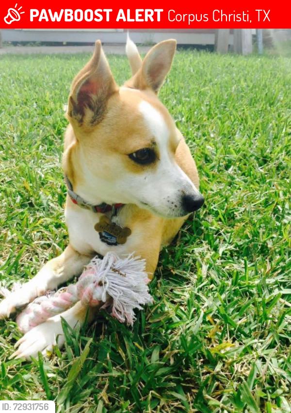 Lost Male Dog last seen Kostoryz and Holly , Corpus Christi, TX 78415