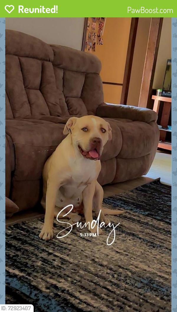 Reunited Female Dog last seen Paramount terrace elementary , Amarillo, TX 79109