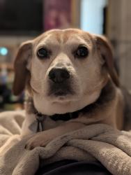 Reunited Male Dog last seen Sutters Mill, St. Peters, MO 63376