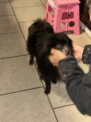 Reunited Unknown Dog last seen Middle park / Parkland, Pasadena, TX 77504