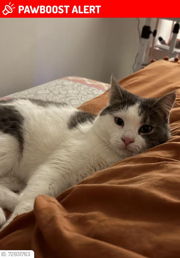 Lost Male Cat last seen Near 118 street sw edmonton alberta, Edmonton, AB T6W 1M9