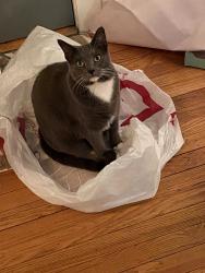 Reunited Female Cat last seen Winthrop & Berwyn (5300N/1050W), Chicago, IL 60640