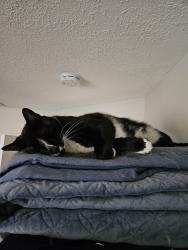 Reunited Male Cat last seen Vixen Ct. Fox Chase oviedo , Oviedo, FL 32765
