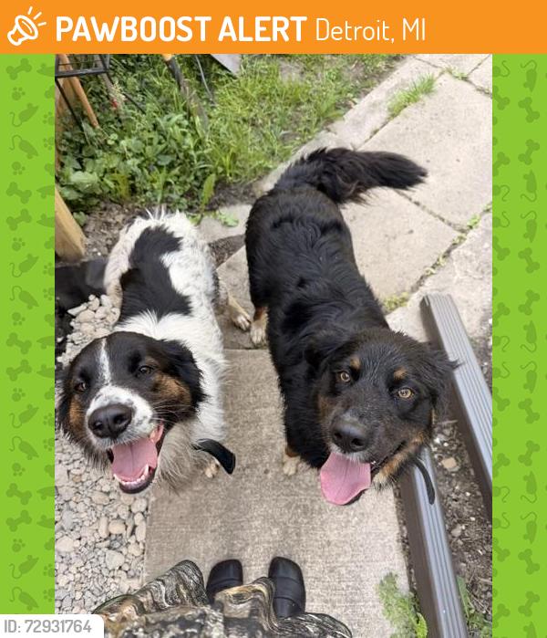 Found/Stray Female Dog last seen Beals Street & E Verner , Detroit, MI 48214
