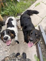Found/Stray Female Dog last seen Beals Street & E Verner , Detroit, MI 48214