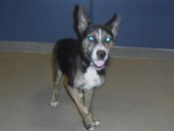 Shelter Stray Male Dog last seen VICINITY OF 3433 NW 10 AVE, Doral, FL 33122