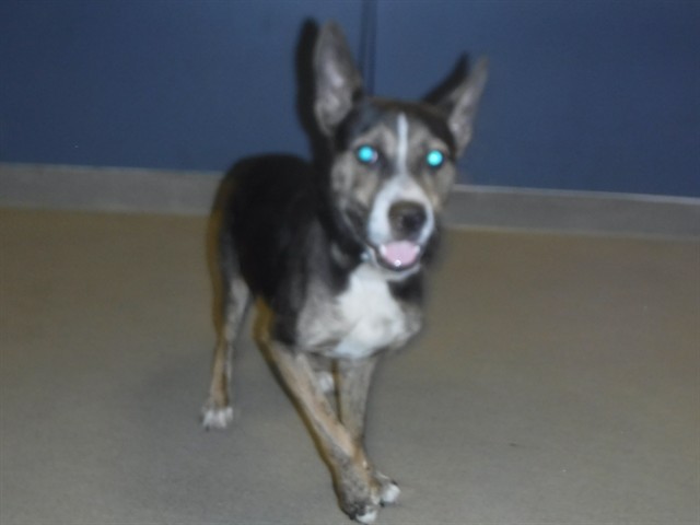 Shelter Stray Male Dog last seen VICINITY OF 3433 NW 10 AVE, Doral, FL 33122