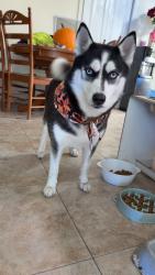 Reunited Female Dog last seen Near alder ave , Altamonte Springs, FL 32714