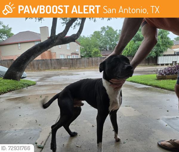 Found/Stray Male Dog last seen Quail Wilde and Low Bid Lane, San Antonio, TX 78250