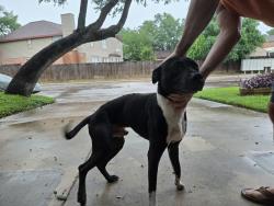 Found/Stray Male Dog last seen Quail Wilde and Low Bid Lane, San Antonio, TX 78250