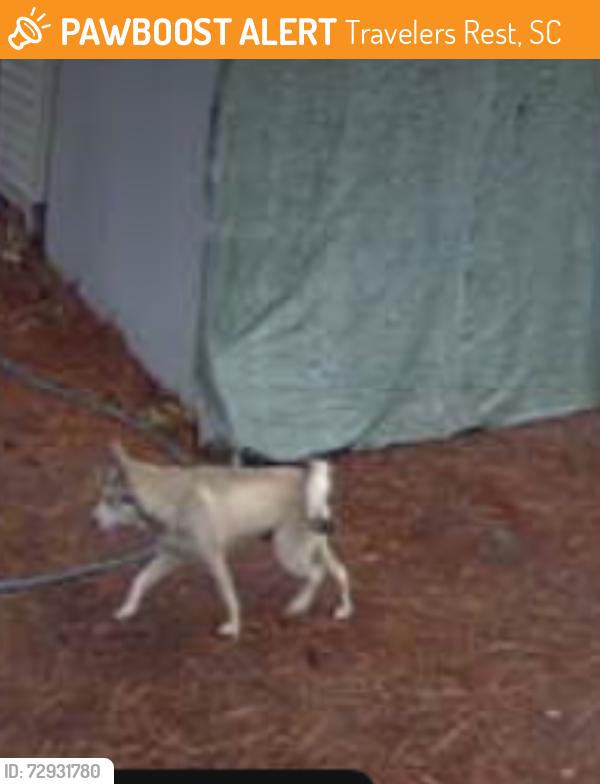 Found/Stray Unknown Dog last seen Locust Hill, Travelers Rest, SC 29690
