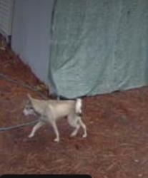 Found/Stray Unknown Dog last seen Locust Hill, Travelers Rest, SC 29690