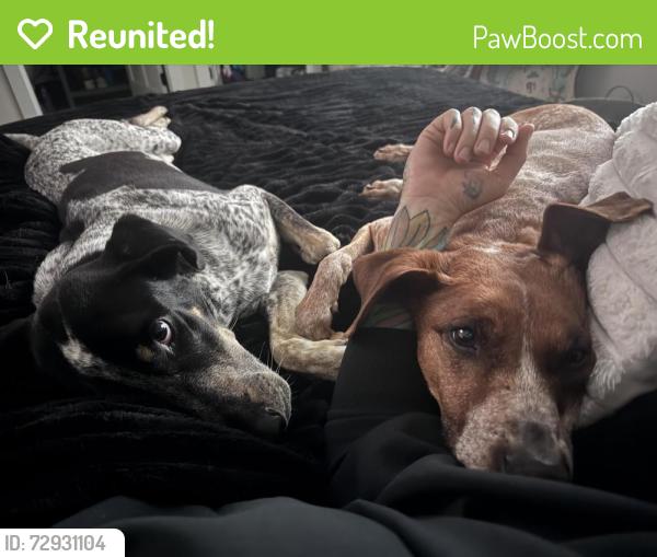 Reunited Male Dog last seen Near Hugh Thomas Dr, Panama City, FL 32404, USA, Panama City, FL 32404