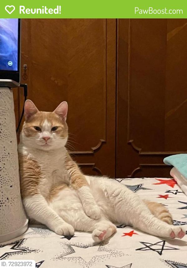 Reunited Male Cat last seen Near Postley Road, Kent, England ME15 6TR
