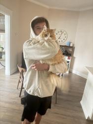 Reunited Male Cat last seen Near S Jefferson & Hudson, Cincinnati, OH 45212