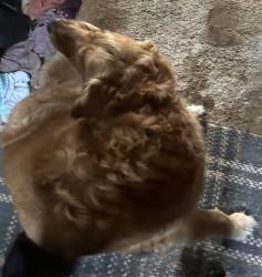 Lost Male Dog last seen SE Summit Landsburg Rd, Ravensdale, WA 98051