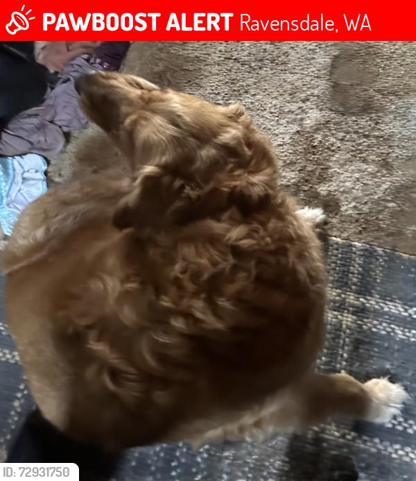 Lost Male Dog last seen SE Summit Landsburg Rd, Ravensdale, WA 98051
