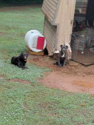 Found/Stray Male Dog last seen Bottom of the street, Winston-Salem, NC 27105
