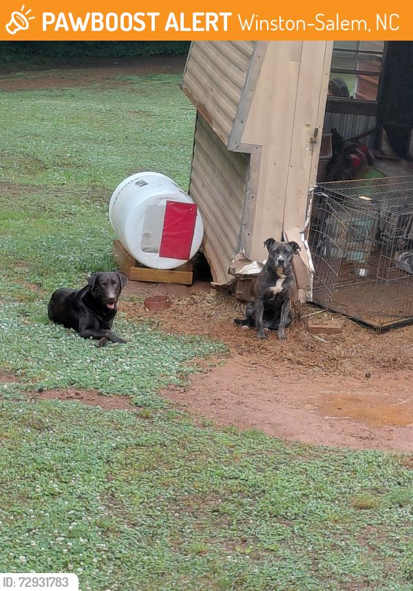 Found/Stray Male Dog last seen Bottom of the street, Winston-Salem, NC 27105