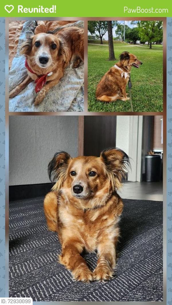 Reunited Female Dog last seen Near Clinton Dr, Houston, TX 77020, USA, Houston, TX 77020