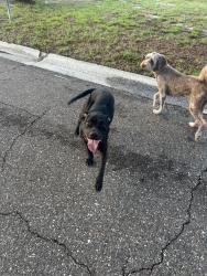 Found/Stray Male Dog last seen LESLEE LAKES DR, St. Petersburg, FL 33713