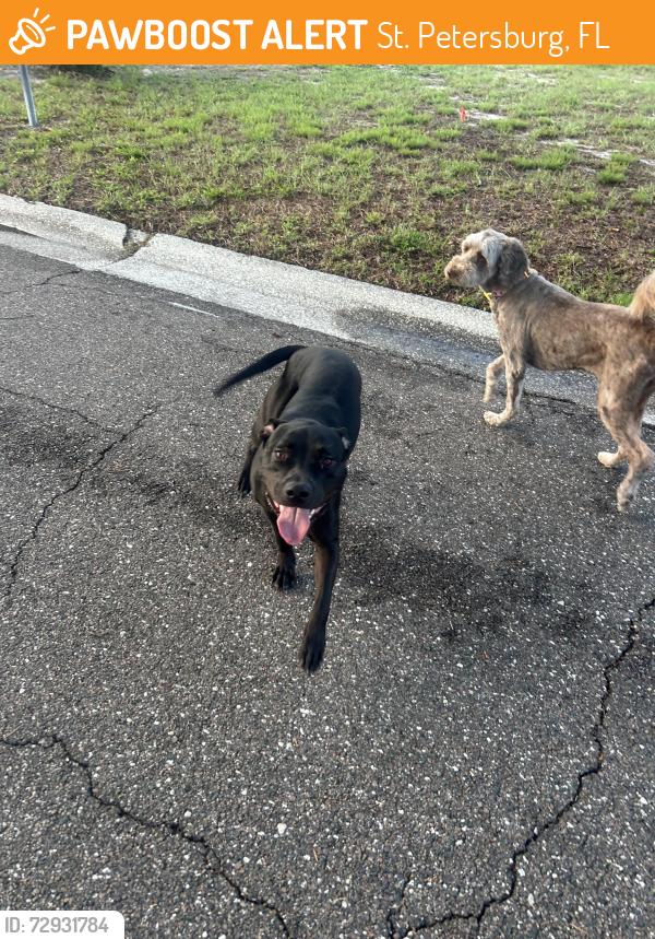 Found/Stray Male Dog last seen LESLEE LAKES DR, St. Petersburg, FL 33713