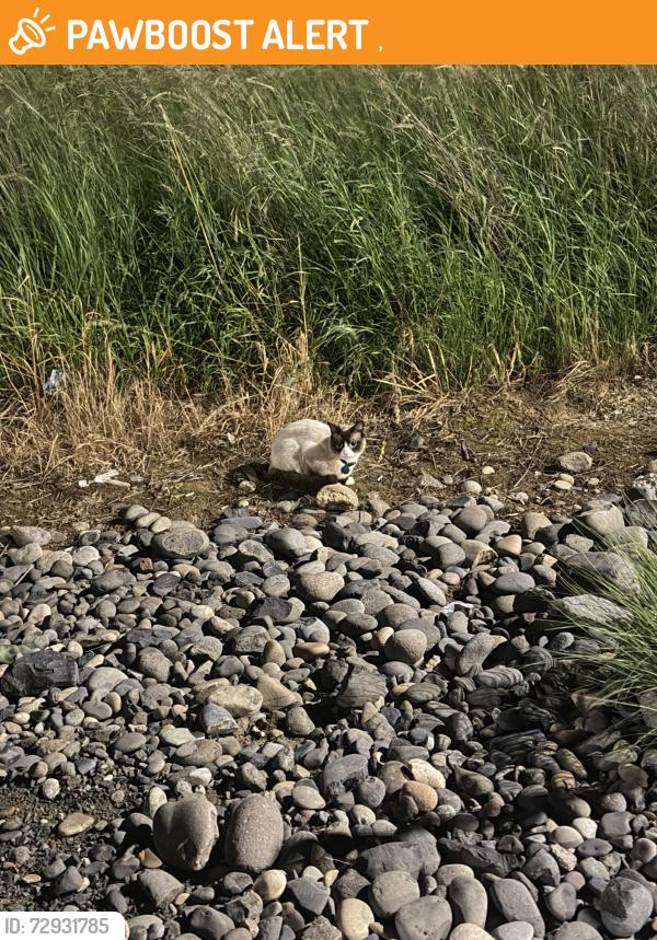Found/Stray Unknown Cat last seen Columbia River, ,  