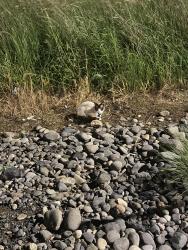 Found/Stray Unknown Cat last seen Columbia River, ,  