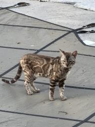 Found/Stray Unknown Cat last seen Carpenter & Cheesefactory, Cambridge, ON 