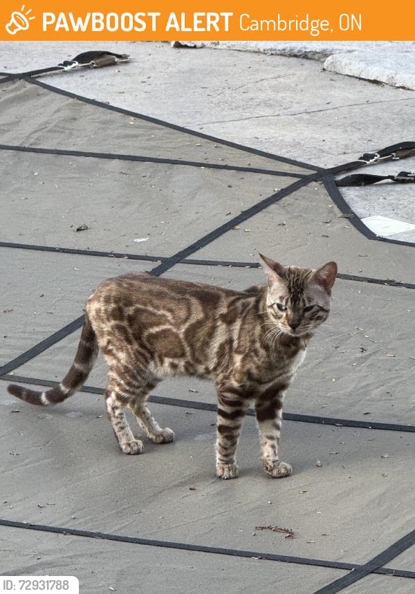 Found/Stray Unknown Cat last seen Carpenter & Cheesefactory, Cambridge, ON 