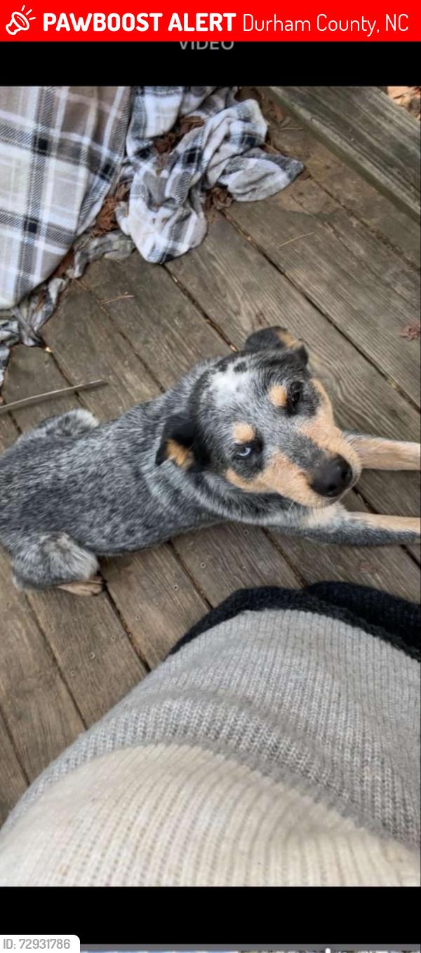 Lost Male Dog last seen Ball rd , Durham County, NC 27503