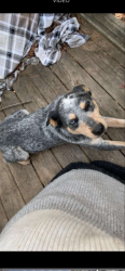 Lost Male Dog last seen Ball rd , Durham County, NC 27503