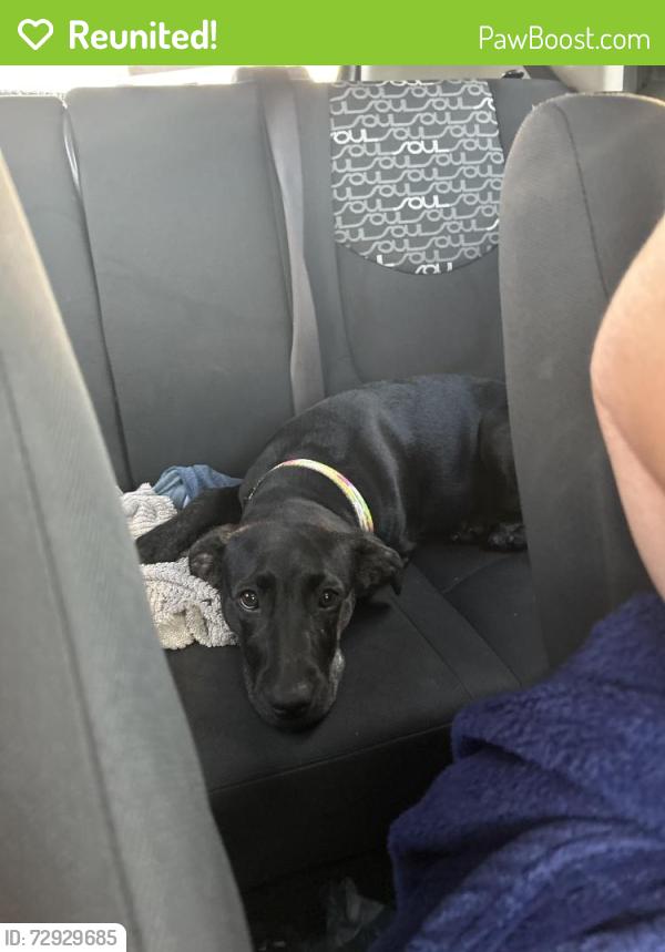 Reunited Female Dog last seen Jasmine ests , Port Richey, FL 34668