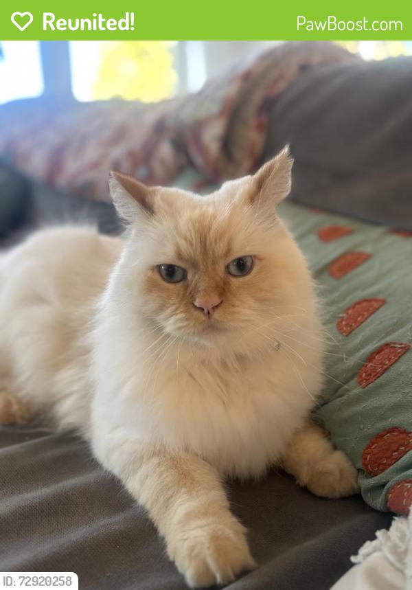 Reunited Male Cat last seen 39’th, Seattle, WA 98136