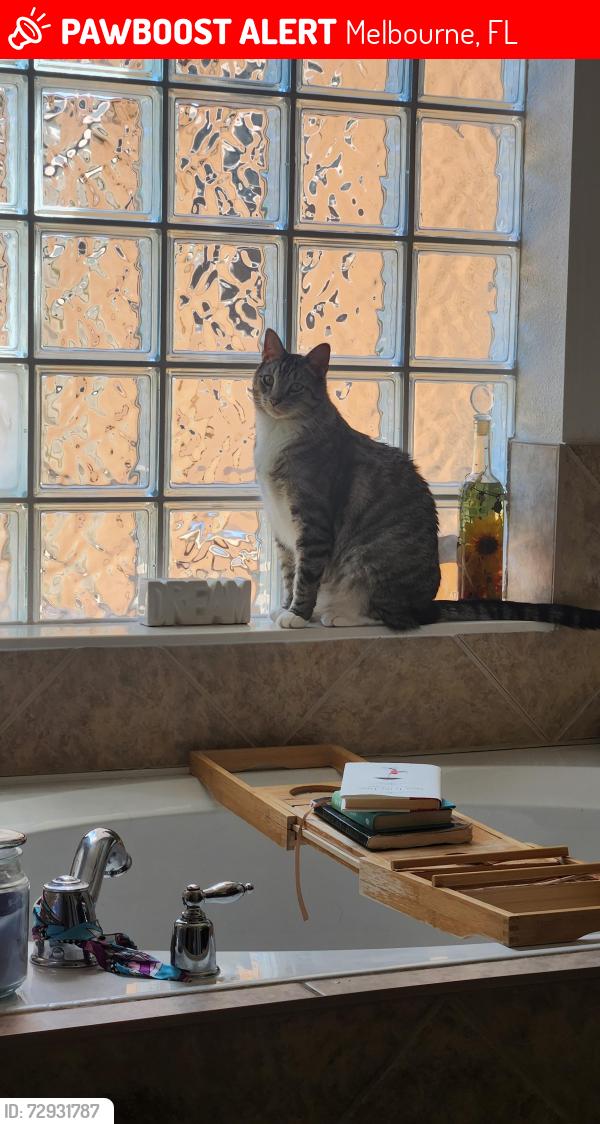 Lost Male Cat last seen Turtle Mound and Eau Gallie, Melbourne, FL 32934