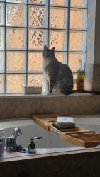 Lost Male Cat last seen Turtle Mound and Eau Gallie, Melbourne, FL 32934