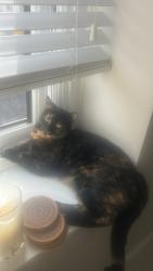 Reunited Female Cat last seen Landaff fields , Pontcanna, Wales CF11 9QA